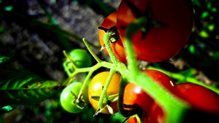 Illustration for article titled The Seven Easiest Vegetables to Grow for Beginner Gardeners